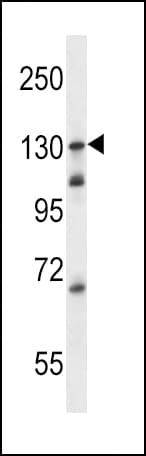 TLR9 Antibody (aa842-870)