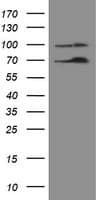 NUMB Antibody (clone OTI4F3, Carrier-free)