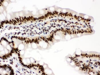 RBBP4 / RBAP48 Antibody