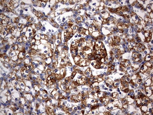 ARFL3 / ARL3 Antibody (aa2-182, clone OTI2A9)