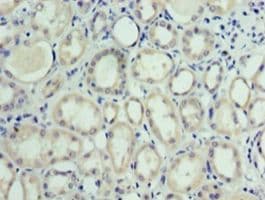 MON1A / SAND1 Antibody (aa205-555, Biotin)