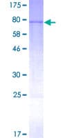 Human CYP3A4 / Cytochrome P450 3A4 Protein (Recombinant GST)