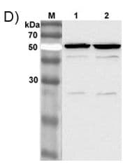 NAMPT / Visfatin Antibody (clone OMNI379, Biotin)