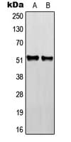 RGMB Antibody (Internal)