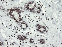TLE1 / TLE 1 Antibody (aa180-460, clone OTI1H2, Carrier-free)