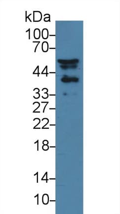 NISCH Antibody (aa1335-1435)