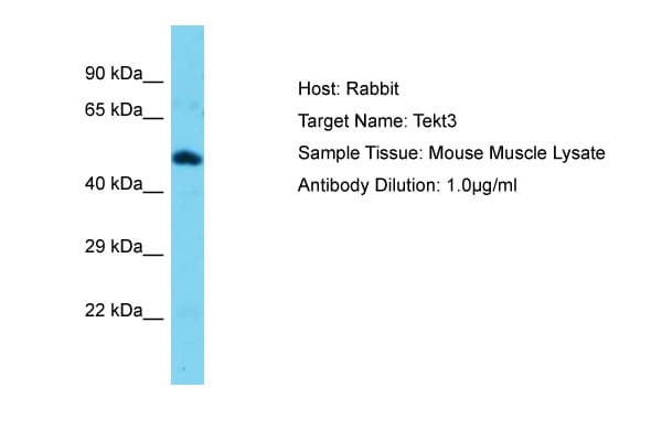 Polyclonal Rabbit anti-Mouse TEKT3 Antibody (aa111-160, WB)
