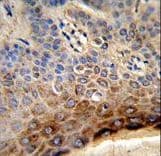 CTHRC1 Antibody (aa19-46)