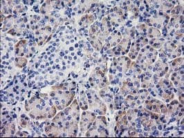 BECN1 / Beclin-1 Antibody (clone OTI1E1, Carrier-free)