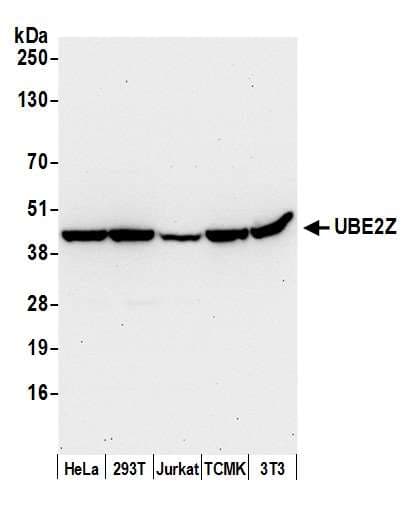 Polyclonal Rabbit anti-Human UBE2Z / USE1 Antibody (aa304-354, WB)