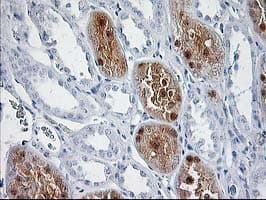 SOCS3 Antibody (clone OTI7E10)