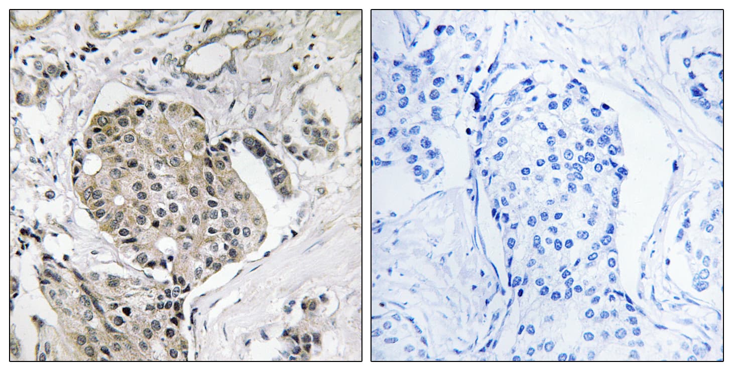 USP40 Antibody (aa1011-1060)