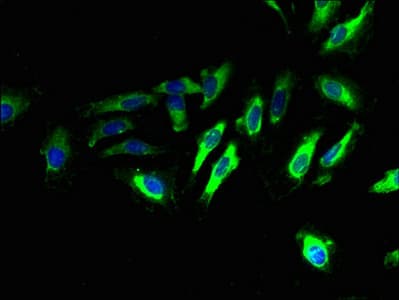 TMEM65 Antibody