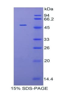 Human FBN1 / Fibrillin 1 Protein (Recombinant His-GST)