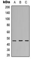 RPL3L Antibody (Internal)