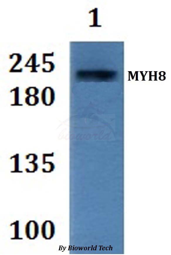 MYH8 Antibody