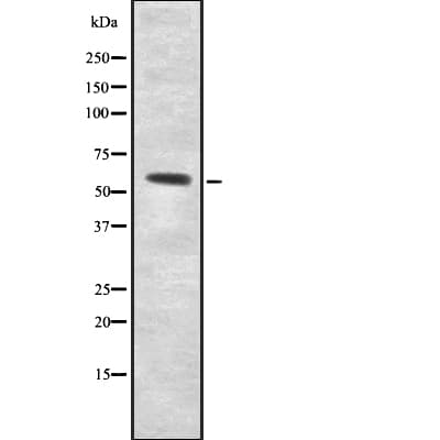 UGT8 Antibody