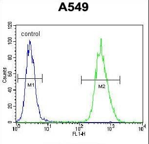 Polyclonal Rabbit anti-Human NIX / BNIP3L Antibody (aa52-81, IHC, IF, WB)