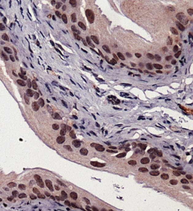 XBP1 Antibody