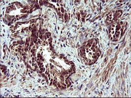 CDC123 Antibody (clone OTI2D4)