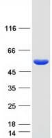 Human GSDMA Protein (Recombinant Myc-DDK (Flag))