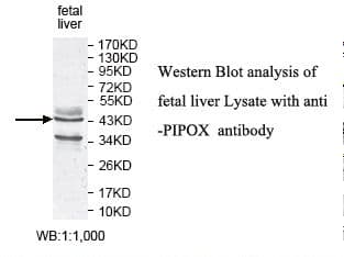 PIPOX / Sarcosine Oxidase Antibody (aa112-375)
