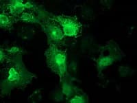 FAM40A Antibody (clone OTI7B8)