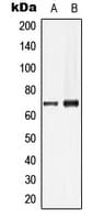 LMNB1 / Lamin B1 Antibody (N-Terminus)