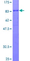 Human GPNMB / Osteoactivin Protein (Recombinant GST)