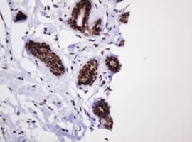 PCNA Antibody (clone OTI3D6)