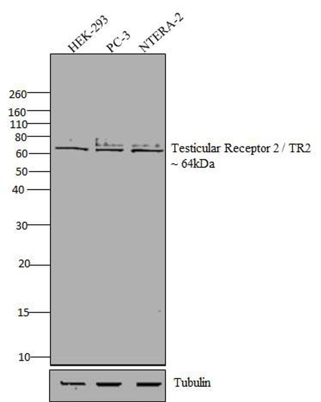 NR2C1 Antibody