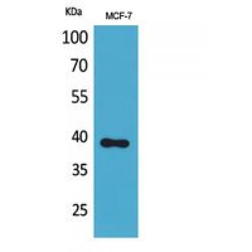 CCN3 / NOV Antibody (221-270 aa, Internal)