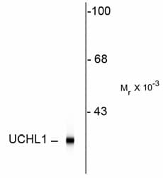UCHL1 / PGP9.5 Antibody