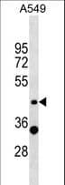 Polyclonal Rabbit anti-Human ZNF19 Antibody (aa111-137, WB)