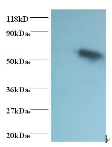 Rabbit Anti-Goat IgG Fc Secondary Antibody