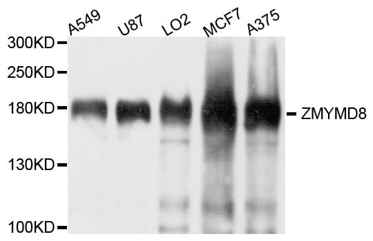 ZMYND8 / RACK7 Antibody