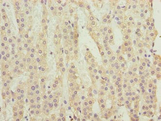 C3orf18 Antibody