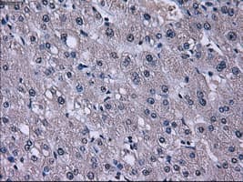 KIAA0153 / TTLL12 Antibody (clone OTI4E3, Carrier-free)