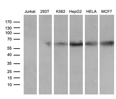RBPJ Antibody (aa1-243, clone OTI4B11)