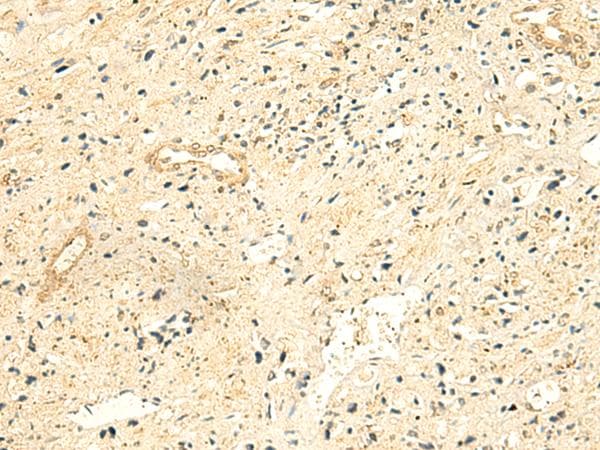 Polyclonal Rabbit anti-Human NTAN1 / PNAD Antibody (IHC)