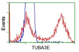 TUBA3E / Tubulin Alpha 3E Antibody (clone OTI2A8)