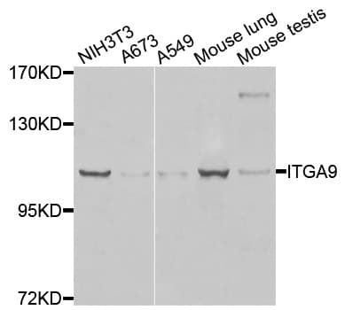 ITGA9 / Integrin Alpha 9 Antibody