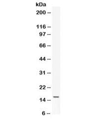 Polyclonal Rabbit anti-Mouse Leptin Antibody (WB)