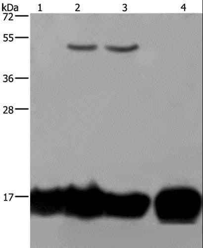 IL17C Antibody