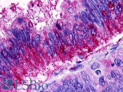 PathPlus™ Polyclonal Rabbit anti-Human S1PR1 / EDG1 / S1P1 Antibody (C-Terminus, IHC)