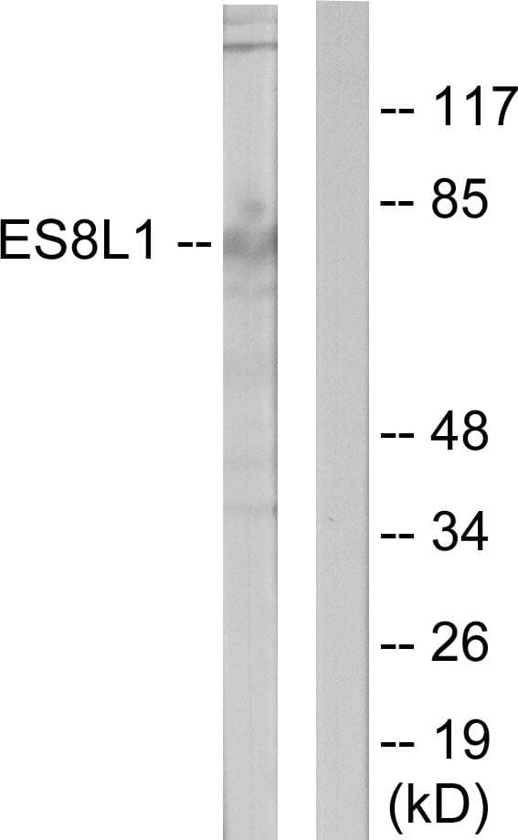 EPS8L1 Antibody