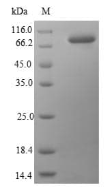 Mouse HSPA1B Protein (Recombinant 6His-SUMO, N-terminus)