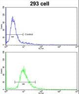 Polyclonal Rabbit anti-Human ETHE1 Antibody (aa103-130, IHC, WB)
