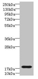 TRAPPC6B Antibody