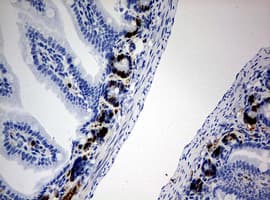 BrdU Antibody (clone 7F12)